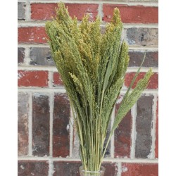 Dried Canary Grass