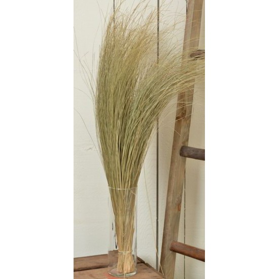 Dried Dune Grass - Natural