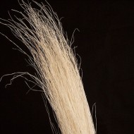 Dried Dune Grass - Bleached