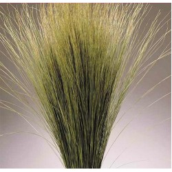 Dried Dune Grass - Natural