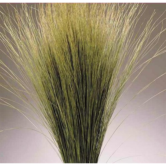 Dried Dune Grass - Natural