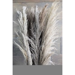 Dried Ornamental Pampas Grass - Dark Feather Stem