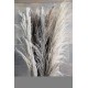 Dried Ornamental Pampas Grass - Dark Feather Stem