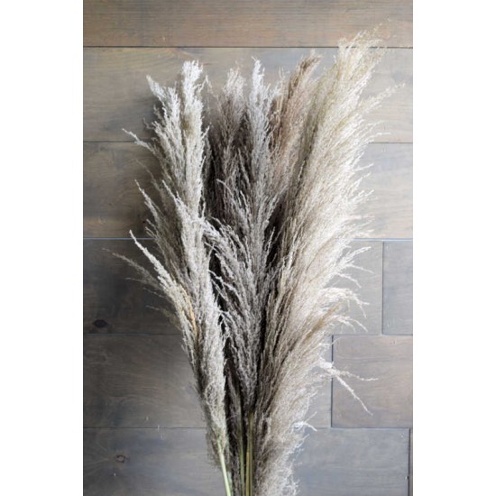 Dried Ornamental Pampas Grass - Dark Feather Stem