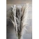 Dried Ornamental Pampas Grass - Dark Feather Stem Dried Ornamental Pampas Grass - Dark Feather Stem