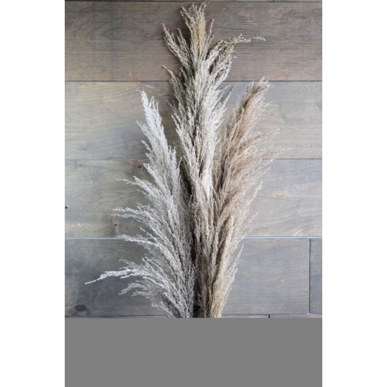 Dried Ornamental Pampas Grass - Dark Feather Stem