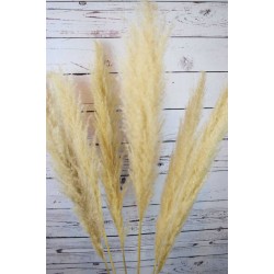 Dried Ornamental Pampas Grass - Feather Stem