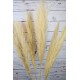 Dried Ornamental Pampas Grass - Feather Stem