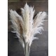 Dried Ornamental Pampas Grass - Feather Stem