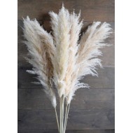 Dried Ornamental Pampas Grass - Feather Stem