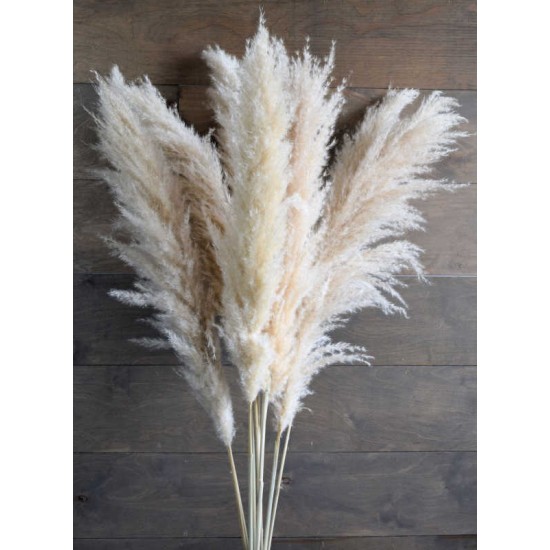 Dried Ornamental Pampas Grass - Feather Stem