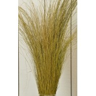 Fountain Grass - Dried Fountain Grasses