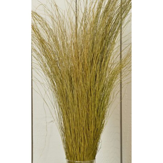 Fountain Grass - Dried Fountain Grasses Fountain Grass - Dried Fountain Grasses