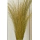 Fountain Grass - Dried Fountain Grasses Fountain Grass - Dried Fountain Grasses