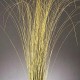 Fountain Grass - Dried Fountain Grasses