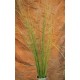 Fountain Grass - Dried Fountain Grasses