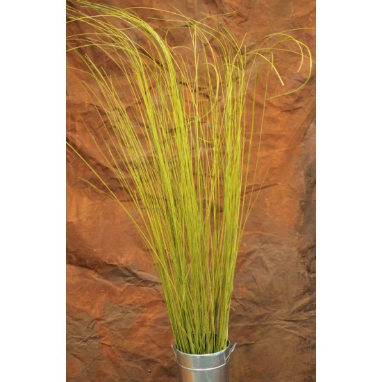 Fountain Grass - Dried Fountain Grasses Fountain Grass - Dried Fountain Grasses