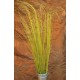 Fountain Grass - Dried Fountain Grasses