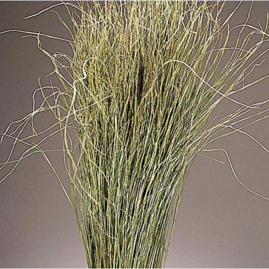 Meadow Grass - Meadowgrass, Meadows Grasses