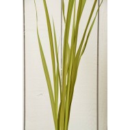 Dried Oceana Palm Leaves - Oceana Grass