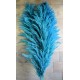 Dried Pampas Grass - Blue Color