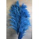 Dried Pampas Grass - Blue Color