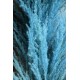 Dried Pampas Grass - Blue Color