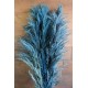 Dried Pampas Grass - Blue Color