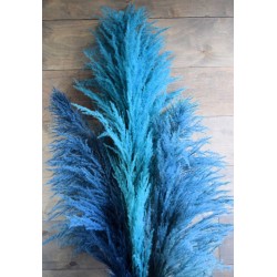 Dried Pampas Grass - Blue Color