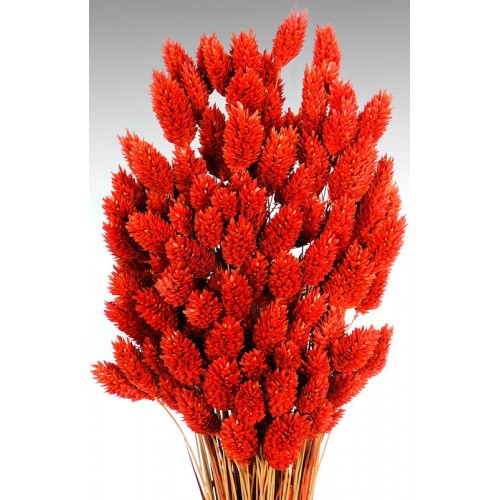 Dried Grasses Dry Grass for Sale Dehydrated Grass