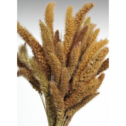 Dried Seteria Grass - Setaria Grass - Colors