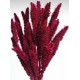 Dried Seteria Grass - Setaria Grass - Colors Dried Seteria Grass - Setaria Grass - Colors