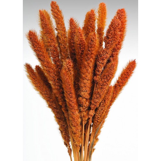Dried Seteria Grass - Setaria Grass - Colors