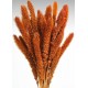 Dried Seteria Grass - Setaria Grass - Colors