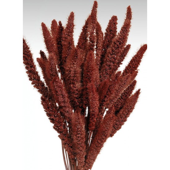 Dried Seteria Grass Setaria Grass Color Foxtail Millet