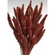 Dried Seteria Grass - Setaria Grass - Colors