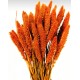 Dried Seteria Grass - Setaria Grass - Colors