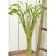 Dried Seteria Grass - Setaria Grass - Colors Dried Seteria Grass - Setaria Grass - Colors