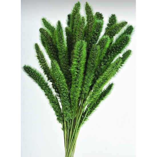 Dried Seteria Grass - Setaria Grass - Colors Dried Seteria Grass - Setaria Grass - Colors