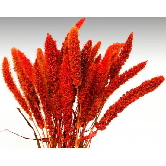 Dried Seteria Grass - Setaria Grass - Colors Dried Seteria Grass - Setaria Grass - Colors