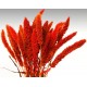 Dried Seteria Grass - Setaria Grass - Colors Dried Seteria Grass - Setaria Grass - Colors