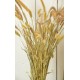 Dried Seteria Grass - Setaria Grass