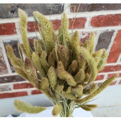 Dried Seteria Grass - Setaria Grass