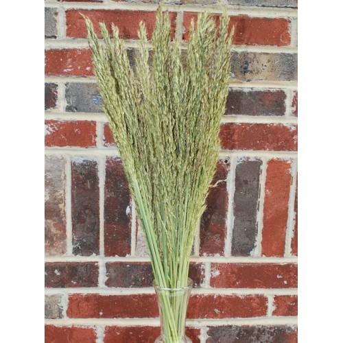 Dried Grasses Dry Grass for Sale Dehydrated Grass