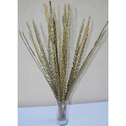 Dried Trim Grass (Stick) Green or Natural