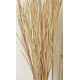 Ornamental Wild Grass (Dried)