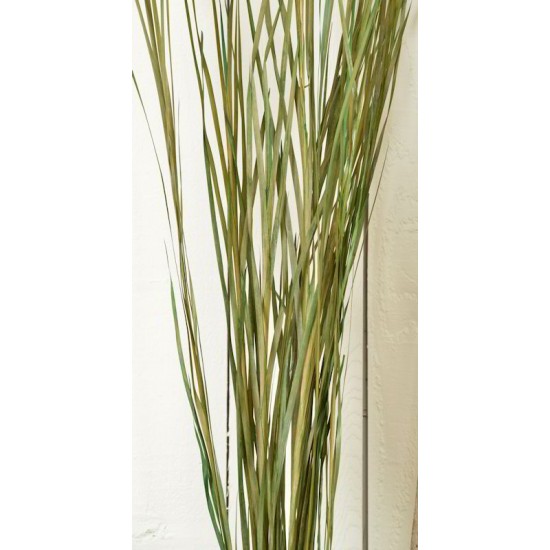 Ornamental Wild Grass (Dried)