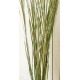 Ornamental Wild Grass (Dried) Ornamental Wild Grass (Dried)