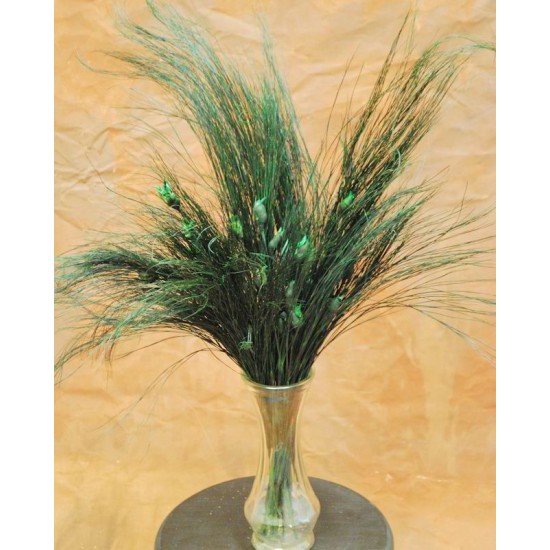 Bell Reed Grass - Nut Grass Preserved