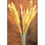 Dried Natural Pampas Grass - Eryanthus Short Stem